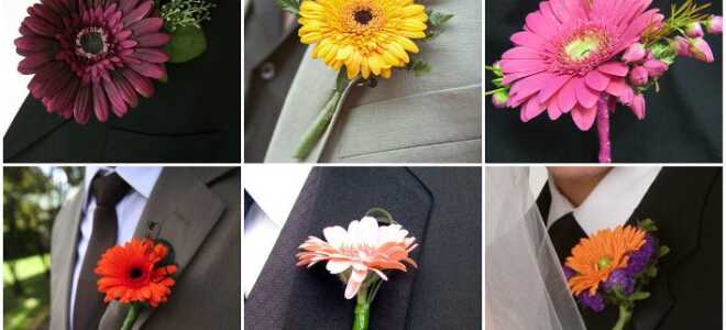 Бутоньерка из гербер